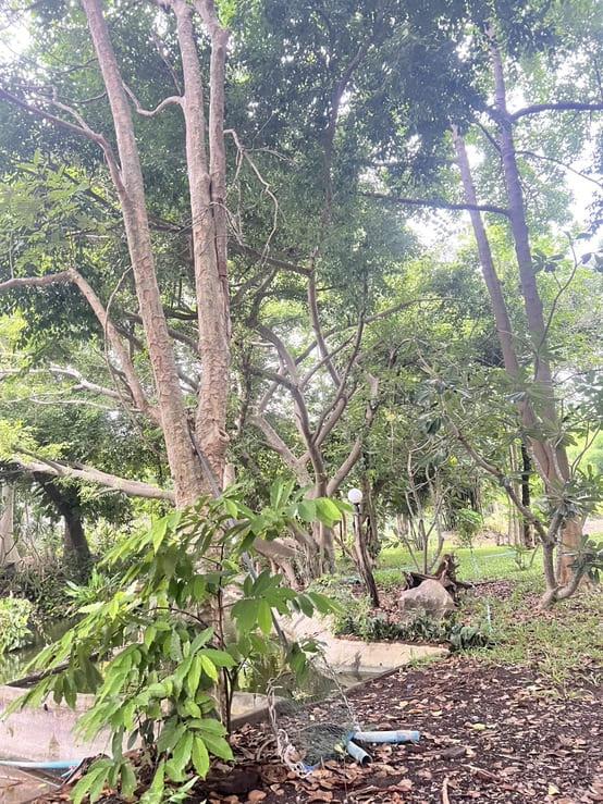 ขาย บ้านสวน 4 ไร่ 2 งาน ตำบลซับจำปา อำเภอท่าหลวง จังหวัดลพบุรี 7