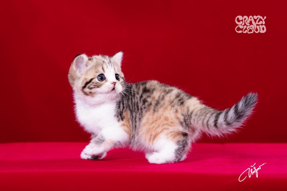 SCOTTISH FOLD หูตั้ง 💗♀︎ Female 3