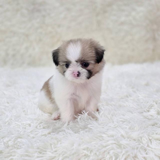 ชิสุผสมปอม เพศเมีย พิกัดรามอินทรา 5