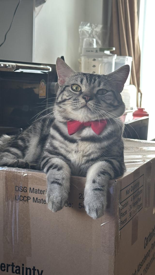 แมวอเมริกัน ช็อตแฮร์ พันธุ์แท้ 💯