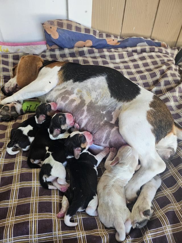 ลูกสุนัขบีเกิ้ล ตัวเมีย 4 ตัว 1 เดือนเต็ม 2