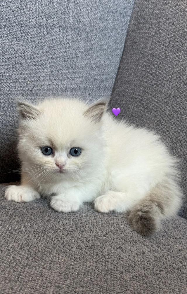 เด็กหญิง Ragdoll ราคาแบ่งกันเลี้ยง รูปที่ 2