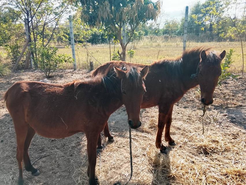 ม้า ผู้เมีย แพคคู่ ราคาถูก รูปที่ 2