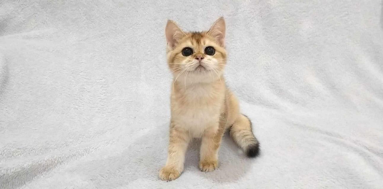 British Shorthair 6