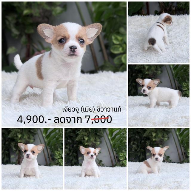 ชิวาวาแท้ ขนสั้น พร้อมย้ายบ้าน รูปที่ 3