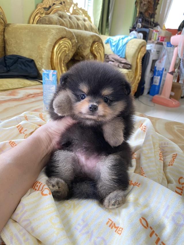 ปอมแท้ พร้อมส่ง มาดูตัวจริงได้ค่ะ 4