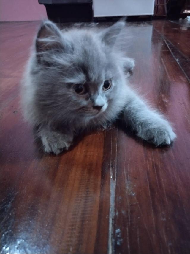 ขายน้องแมวเพศผู้สีบลู 