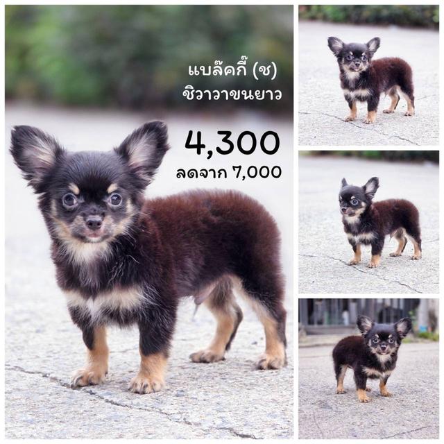  ชิวาวาแท้ขนยาว ขนสั้น พร้อมย้ายบ้านพิกัดรามอินทรา 