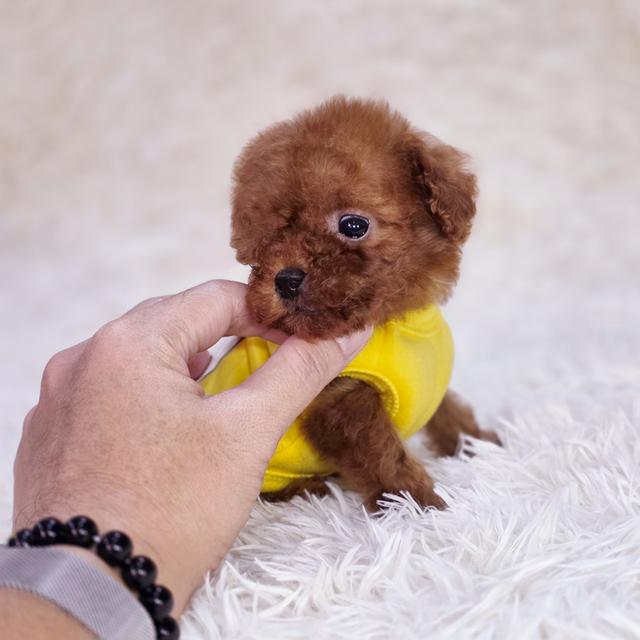 พุดเดิ้ลทอยสายพันธุ์แท้