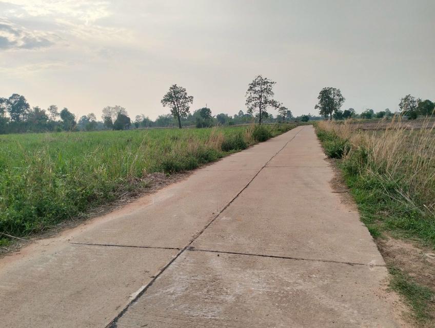 ขายที่ดิน7ไร่ ติดถนนคอนกรีต ระหว่างบ้านยิ่งสันไปบ้านสังคม ต.หลักเหลี่ยม อ.นามน จ.กาฬสินธุ์