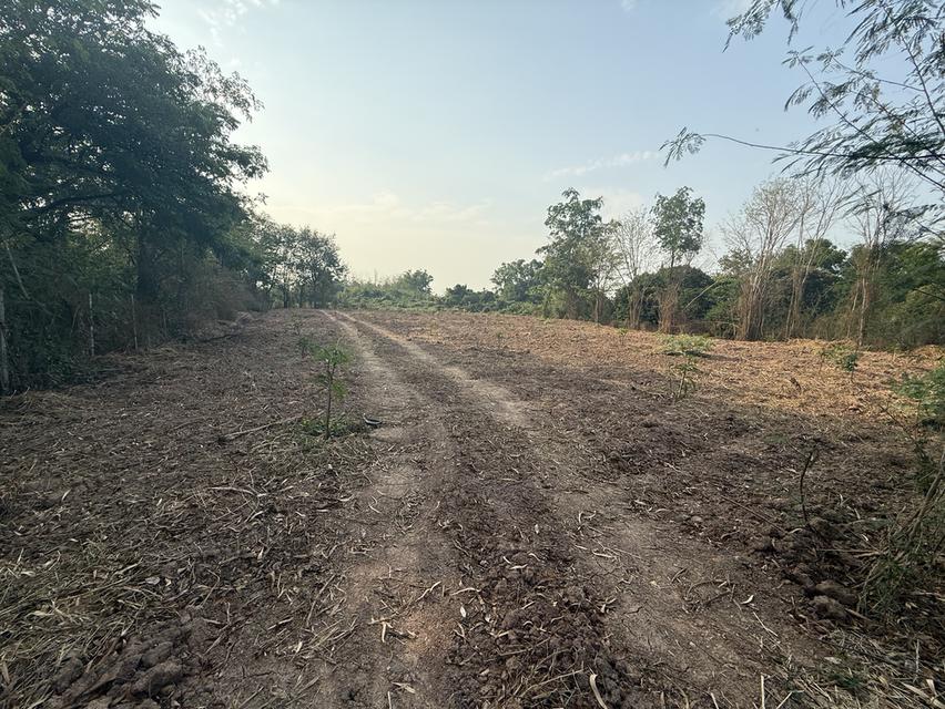 ขายที่ดินถมแล้ว วิวสวย ติดถนนใหญ่ ด้านหลังติดคลอง อ.วังทอง จ.พิษณุโลก 5