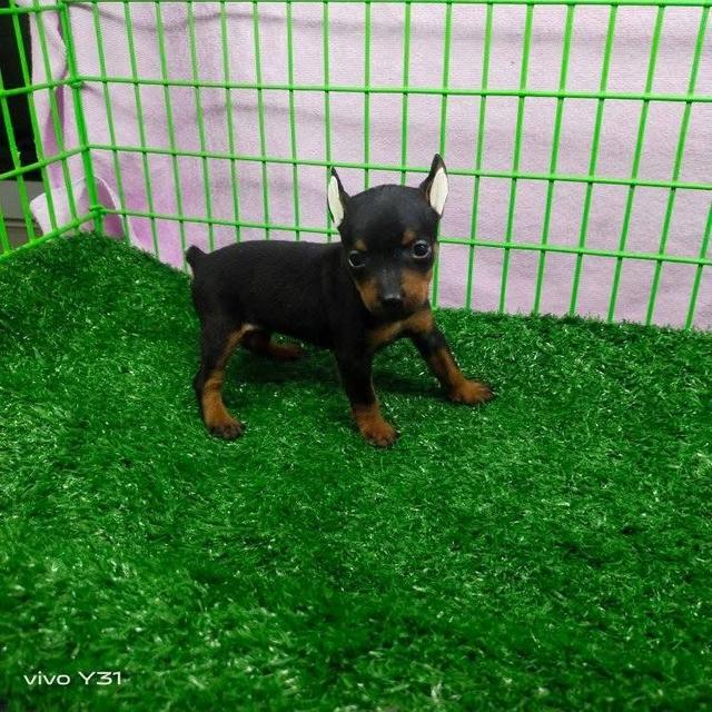 ลูกสุนัข Miniature Pinscher ตัวผู้