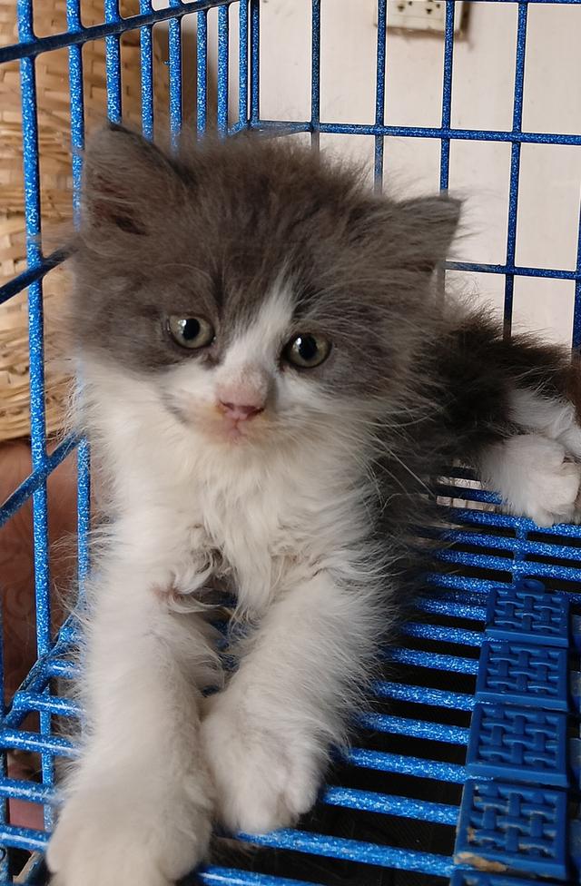 ลดราคาน้องแมวน่ารัก สก็อตติชเปอร์เซีย