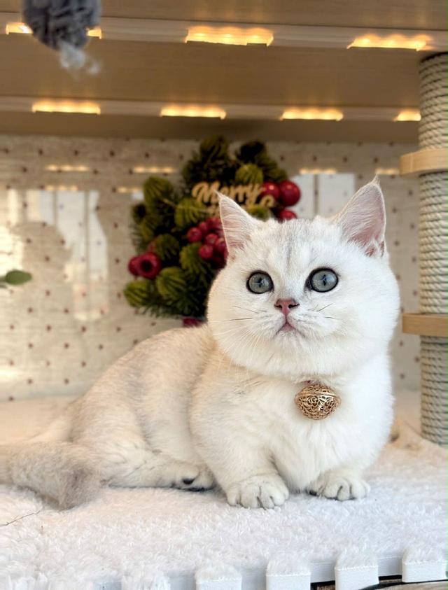 แมวมันช์กิ้น เด็กชาย 8