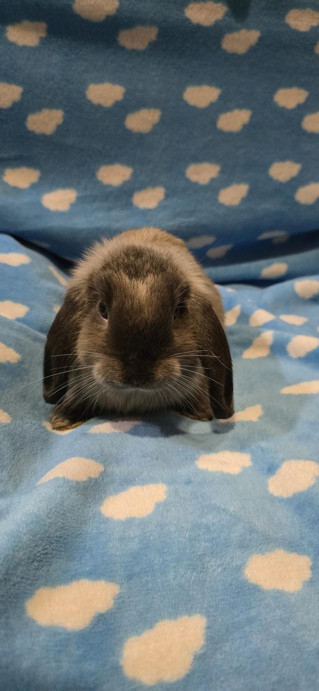 กระต่ายฮอลแลนด์ลอป Holland Lop 