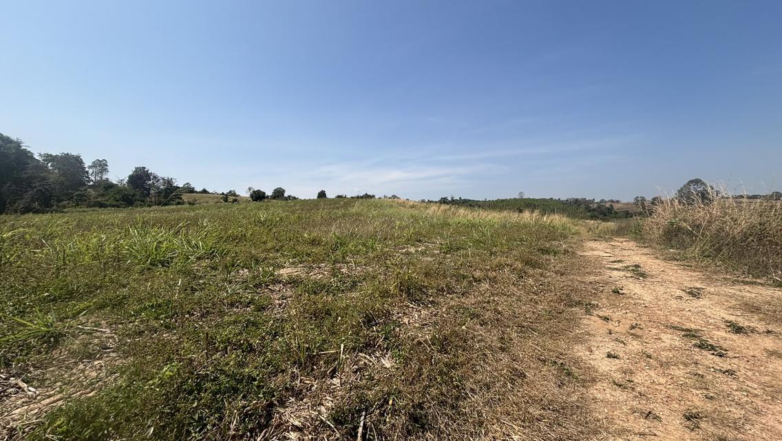 ที่ดิน เปล่า อยู่ติดถนน 304 เพียง 5 นาที วิวสวย บนภูเขา วังน้ำเขียว 11