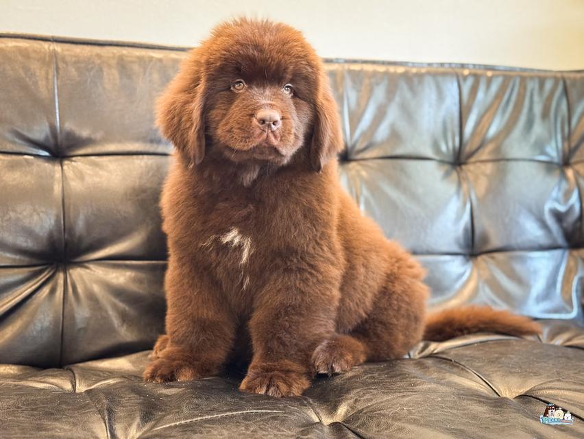 น้องนิวฟาวแลนด์ นำเข้าจากต่างประเทศ 9