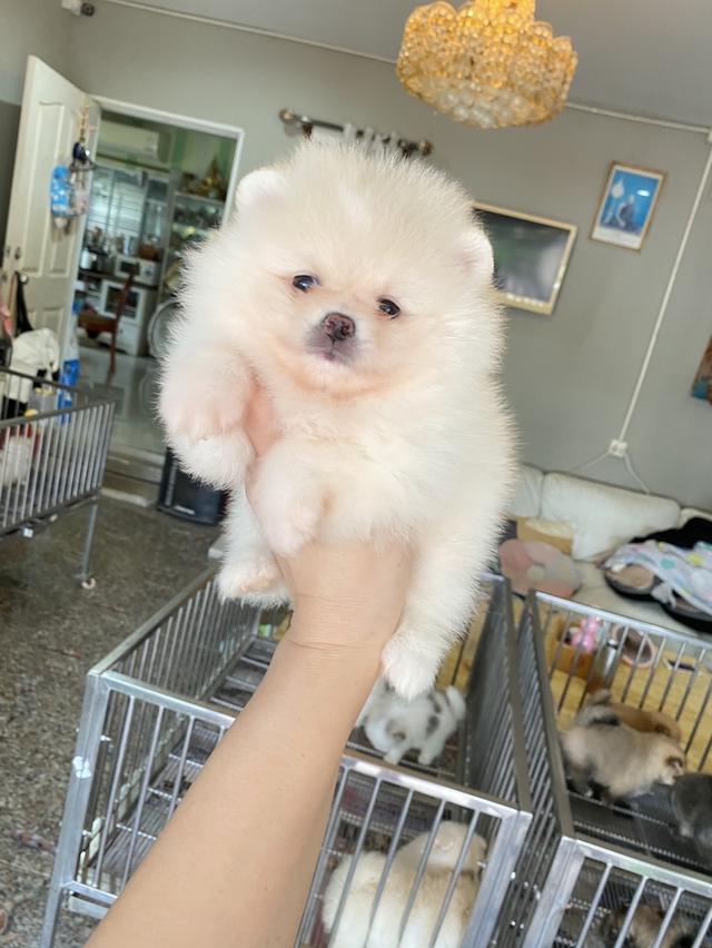 ลูกปอมแท้ พร้อมส่งถึงบ้าน
