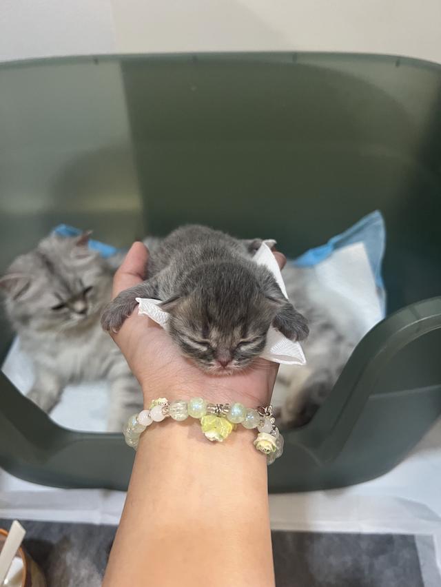 Scottish Fold  สก็อตติชโฟลด์ แท้ ระบบปิดเลี้ยงด้วยรัก รวมวัคซีน ถ่ายพยาธิ หยอดยากันปรสิตและไรหู สมุดวัคซีน รูปที่ 9