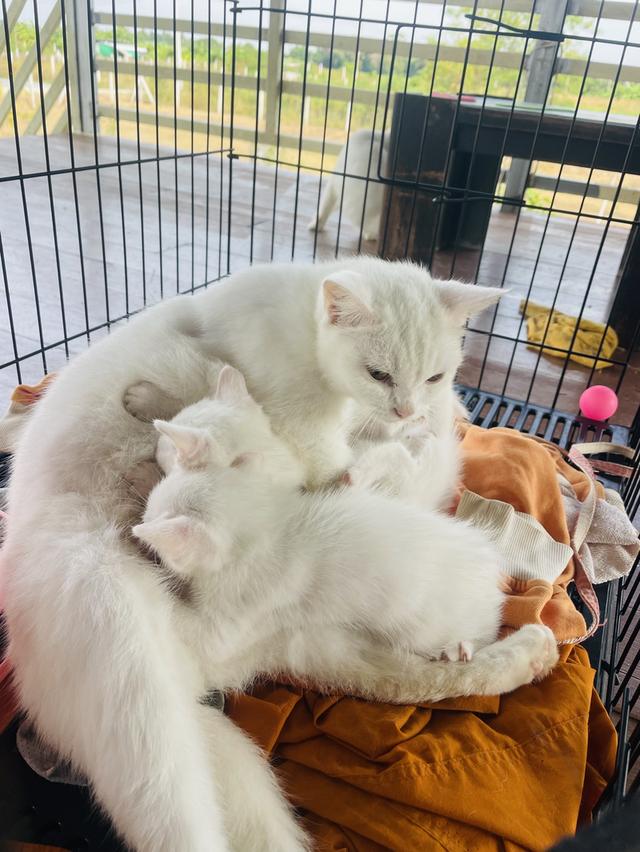 แมวสายพันธุ์ขาวมณี(The White Pearl),แมวสายพันธุ์สก็อตติชโฟลด์(Scottish fold) 4