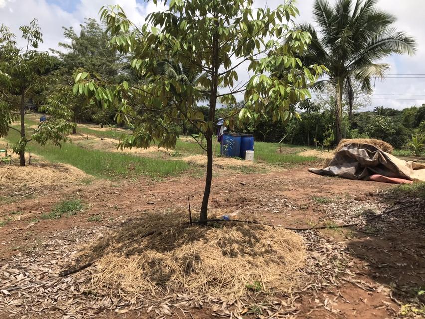 ให้เช่า สวนผลไม้ 12 ไร่ 7 หมื่นต่อปี 3