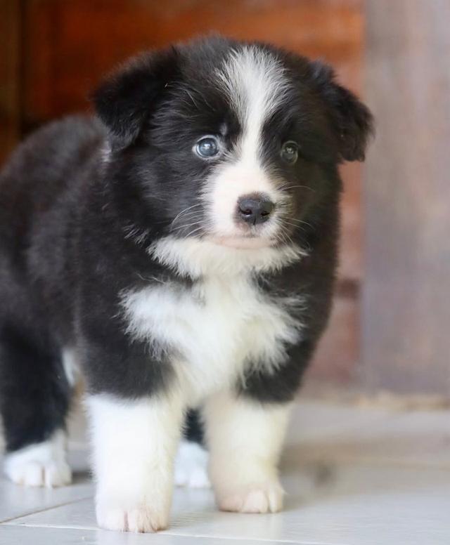 ขายลูกสุนัขพันธุ์ Border Collie อายุ 2 เดือน 2