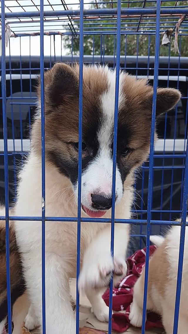 ลูกสุนัขบางแก้วอายุ2-3เดือน รูปที่ 3