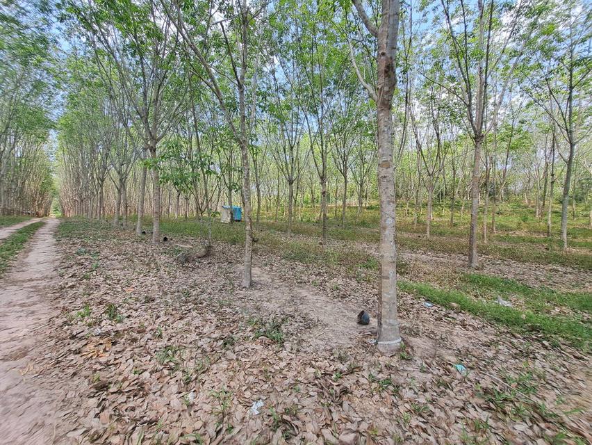 ขายที่ดินระยอง ใกล้แยกกะเฉด ที่ดินอยู่ติดถนนสุขุมวิท เป็นถนน4เลน มีที่ดิน 2 แปลงติดกันเนื้อที่ 34-69 ไร่ ใกล้แยกที่เลี้ยวไปสวนพฤกษศาสตร์ระยอง 6