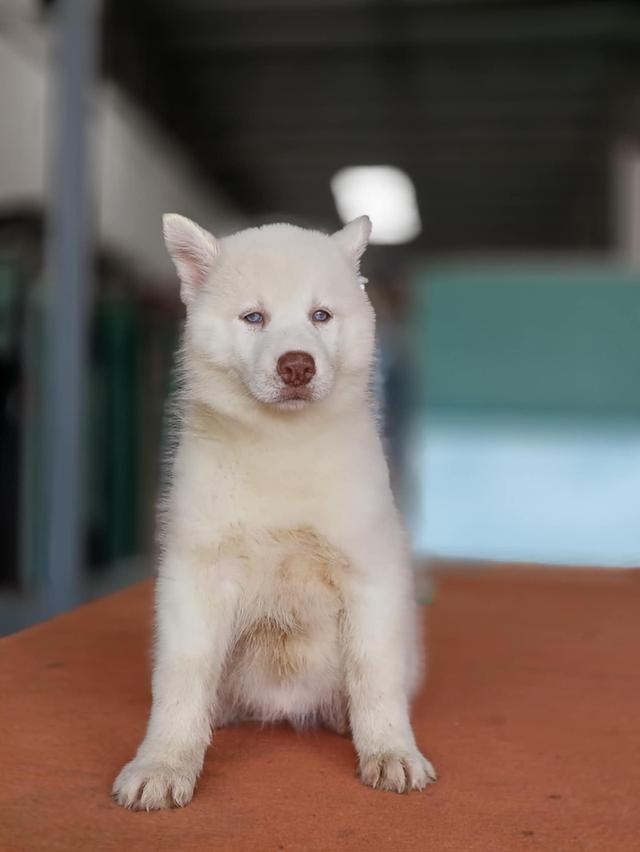 ลูกไซบีเรียน เพศเมีย มีใบเพ็ด