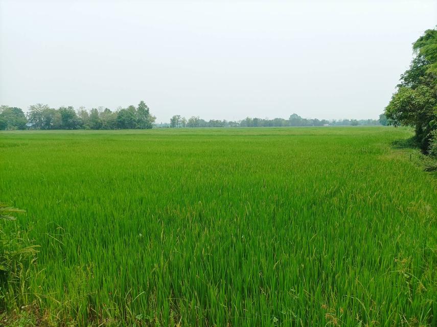 ขายที่ดิน ราคา8,000บาท/ตร.ว. ต.สง่าบ้าน อ.ดอยสะเก็ด จ.เชียงใหม่ 2