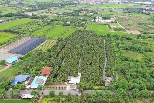พื้นที่สวนมะพร้าว วิไลลักษณ์ ขายที่ดินพร้อมสวนมะพร้าว บางใหญ่ นนทบุรี เนื้อที่ 7 ไร่ 2 งาน 11 ตรว. โทร 088-2559999 เจ้าของขายเอง 3