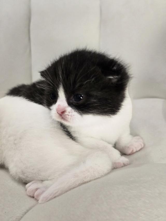 ดญ. มันซ์กิ้นผสมสก็อตติช รูปที่ 5