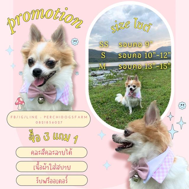 หมา ปลอกคอหมา 3เเถม1 คละเเบบได้