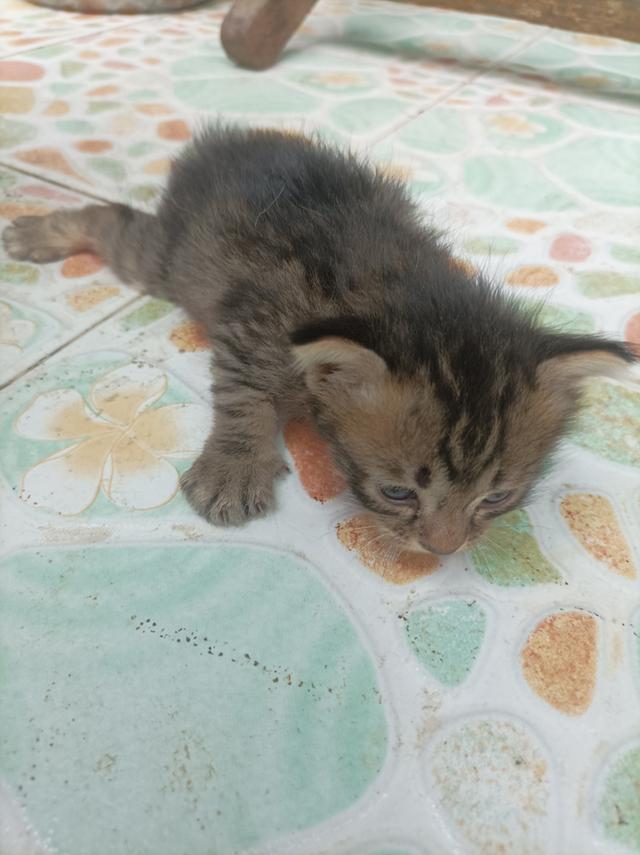 แมวๆ 3