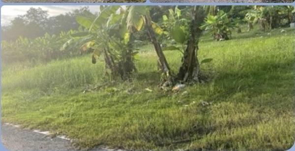 ขายที่ดิน ดอนเจริญ เมืองนครนายก 200 ตร.ว. ติดถนน มีน้ำ มีไฟ พร้อม โทร 0995465591 1