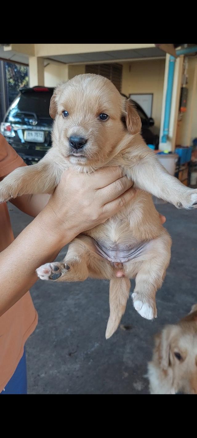 ลูกสุนัข โกลเด้น เพศเมีย รูปย่อยที่ 4