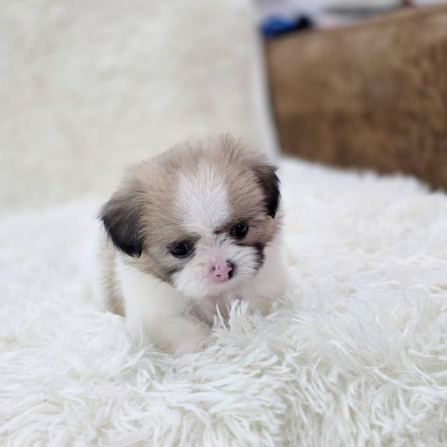 ชิสุผสมปอม เพศเมีย พิกัดรามอินทรา 3