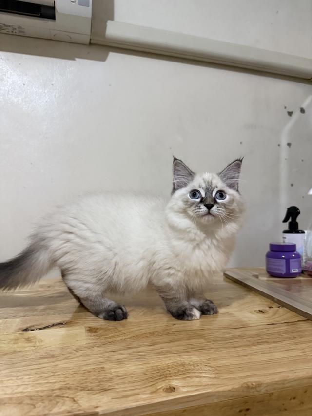 ลูกแมวไซบีเรียน (Siberian Cat) มีใบเพ็ท WCF รูปย่อยที่ 2