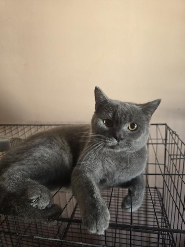 ลูกแมวบริติชช็อตแฮร์สายเลือดแชมป์ รูปที่ 7