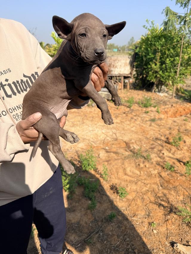 สุนัขไทยหลังอาน เลือด 100% รูปที่ 8