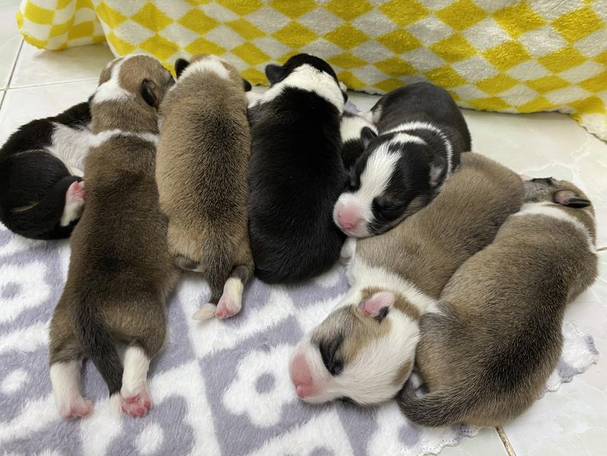 ลูกหมา 6