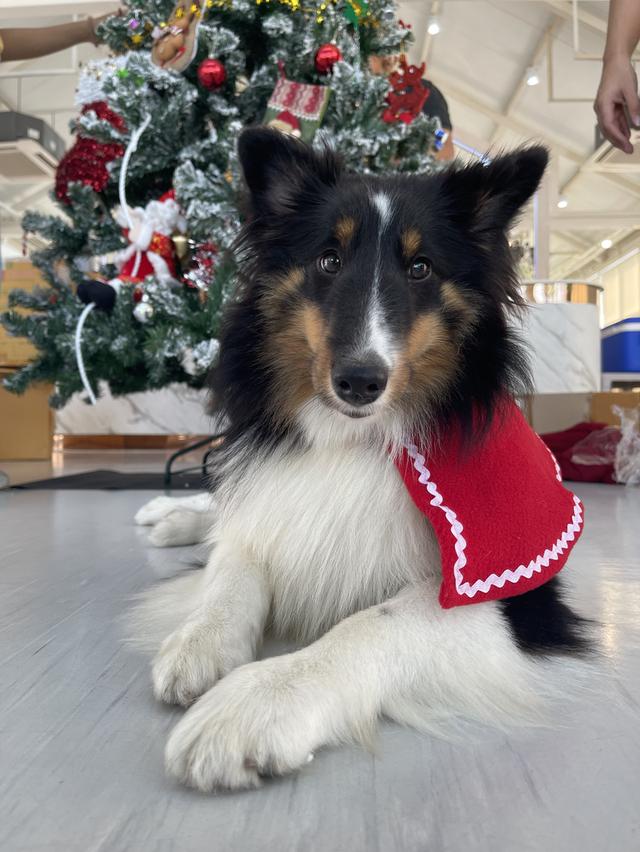 เชลตี้ shetland sheep dog (ลูกของน้องคนนี้) 7