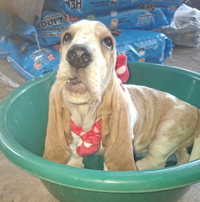 บาสเซ็ตฮาว์ดใบเพ็ดสมาคมพัฒนาพันธุ์สุนัข