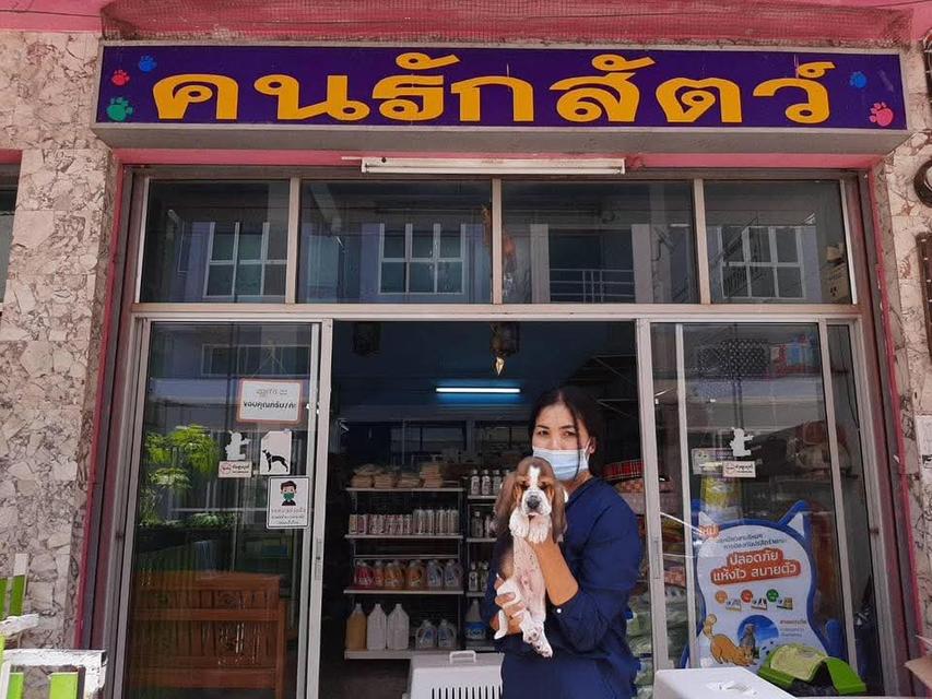 บาสเซ็ตฮาว์ดใบเพ็ดสมาคมพัฒนาพันธุ์สุนัข รูปที่ 2