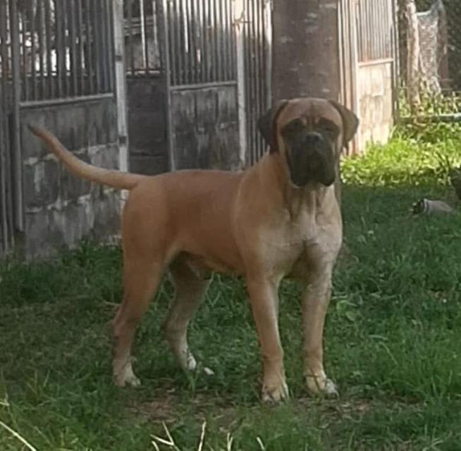 สุนัข Bullmastiff ตัวผู้ 2