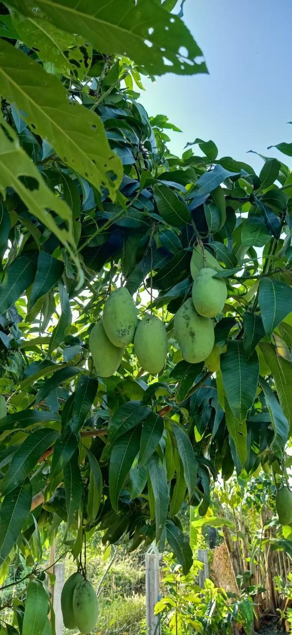 ขายบ้านพร้อมที่ดิน 200 ตารางวา 3