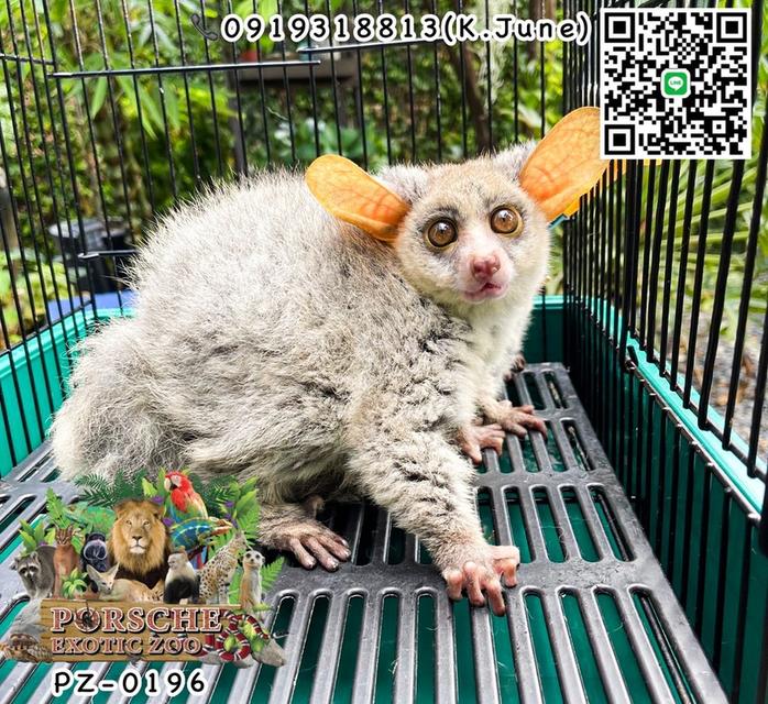 บุชเบบี้ยักษ์ greater bushbaby 1