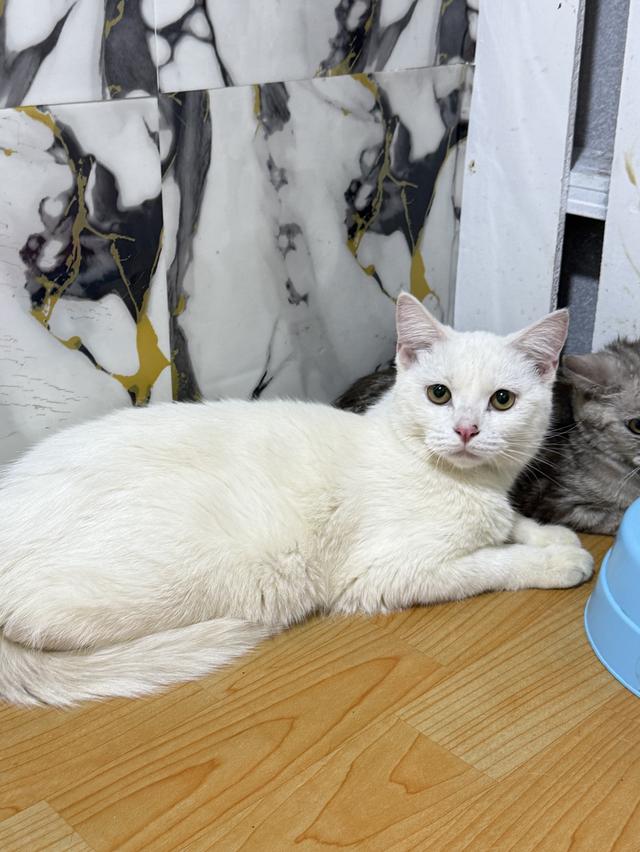 ลูกแมวพันธุ์สก๊อตติชแท้