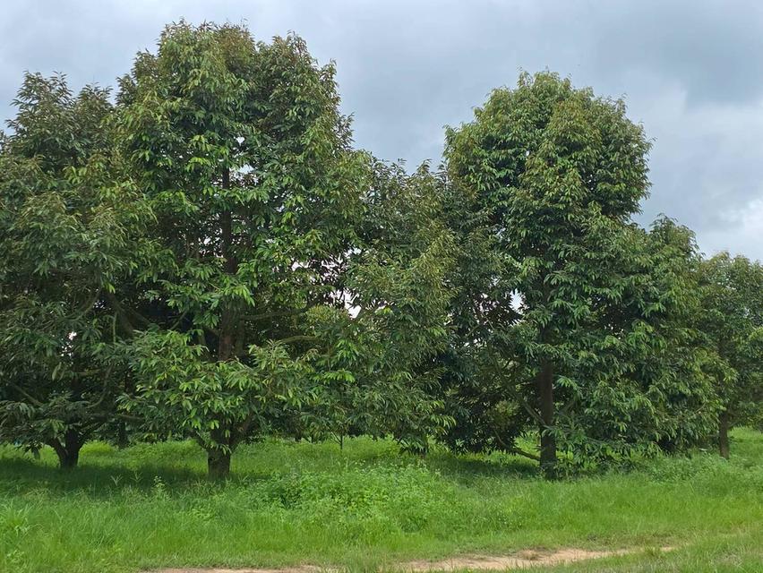 ขาย สวนเกษตร ฟาร์ม 914.75 ไร่ 2