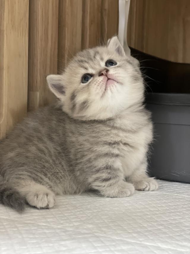 แมวมันช์กิ้นขาสั้น